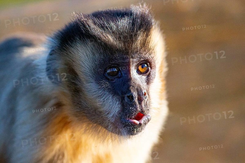 Crested capuchin (Cebus apella) Pantanal Brazil