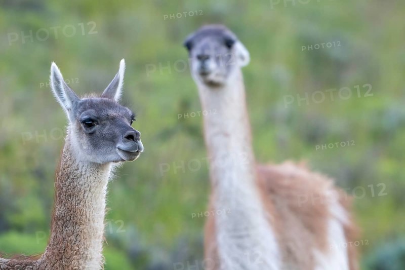 Guanaco (Llama guanicoe), Huanaco, adult, animal portrait, Torres del Paine National Park, Patagonia, end of the world, Chile, South America
