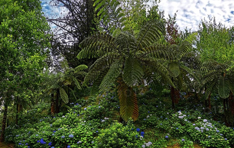 Lush green forest with ferns and blue flowering plants, Terra Nostra Park, Furnas, Sao Miguel, Azores, Portugal, Europe
