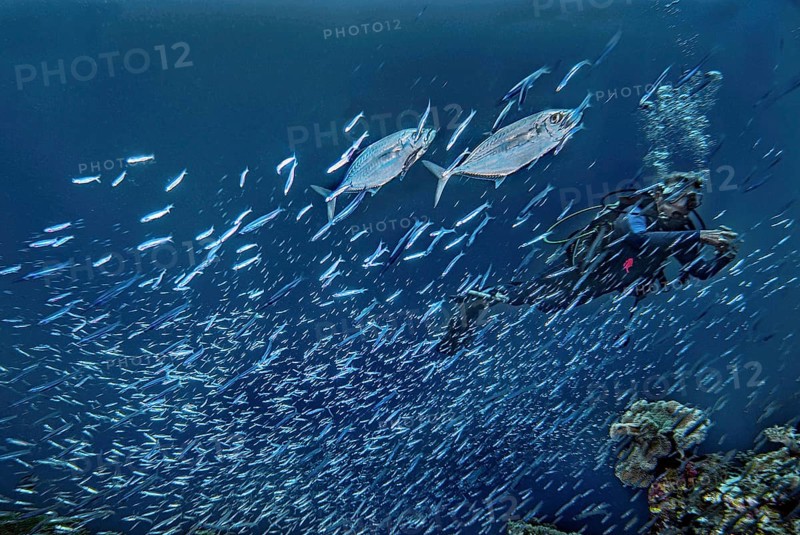 Diver and jackfish, (Scomberoides commersonnianus), in a school of fish, Wakatobi Dive Resort, Sulawesi, Indonesia, Asia