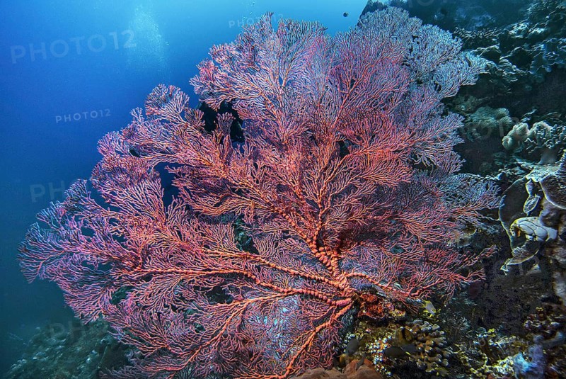 Knotted fan coral (Melithaea ochracea), Wakatobi Dive Resort, Sulawesi, Indonesia, Asia