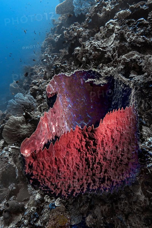 Barrel sponge (Xestospongia testudinaria), Wakatobi Dive Resort, Sulawesi, Indonesia, Asia