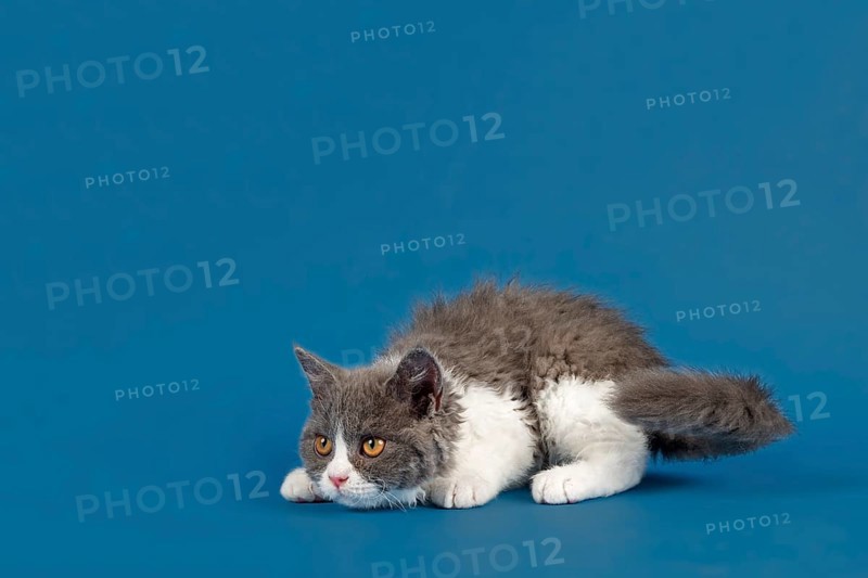 Pedigree cat Selkirk Rex. Kitten, age 10 weeks, colour blue white, studio picture
