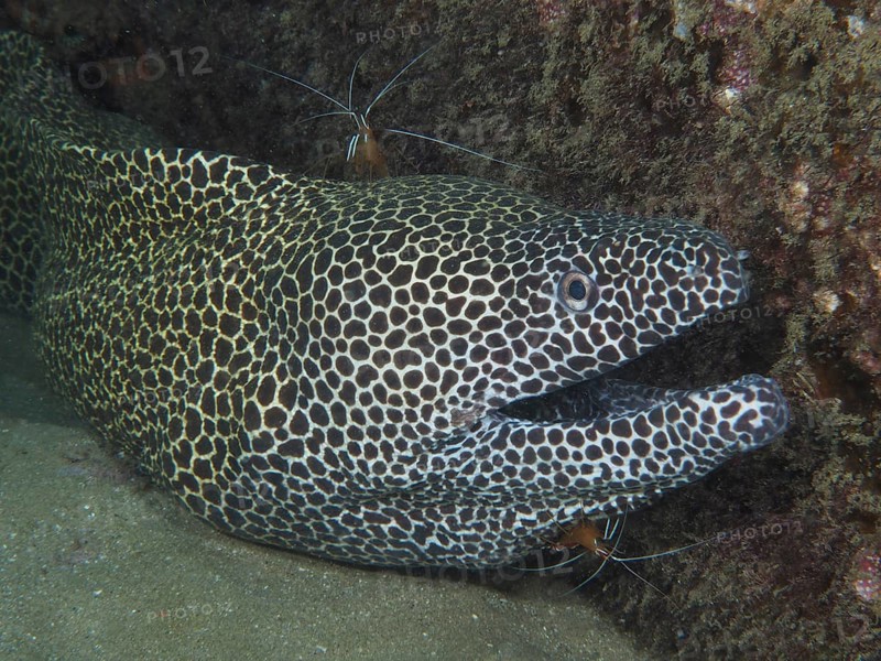 A net moray (Gymnothorax permistus) with open mouth gets cleaned at a cleaning station by pacific cleaner shrimp (Lysmata amboinensis) .Dive site Sodwana Bay National Park, Maputaland Marine Reserve, KwaZulu Natal, South Africa, Africa