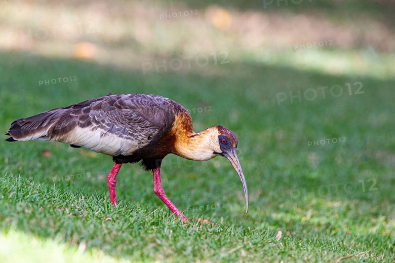 White-necked Ibis (Theristicus caudatus hyperorius) Pantanal Brazil