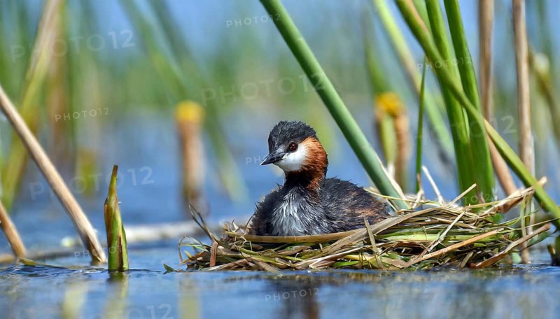 Ai generated, animal, animals, bird, birds, biotope, habitat, a, individual, swims, waters, reeds, blue sky, foraging, wildlife, water lilies, summer, seasons, red-necked grebe (Podiceps grisegena), sits, nest, Europe, juvenile