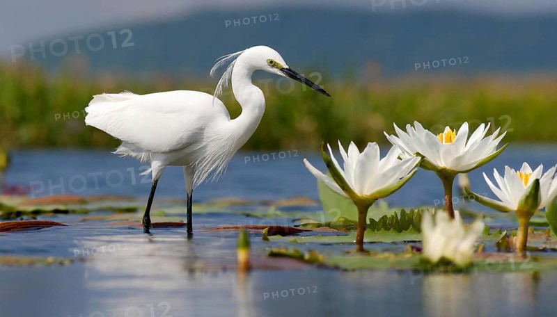 Ai generated, animal, animals, bird, birds, biotope, habitat, a, individual, swims, waters, reeds, water lilies, blue sky, foraging, wildlife, summer, seasons, little egret (Egretta garzetta)