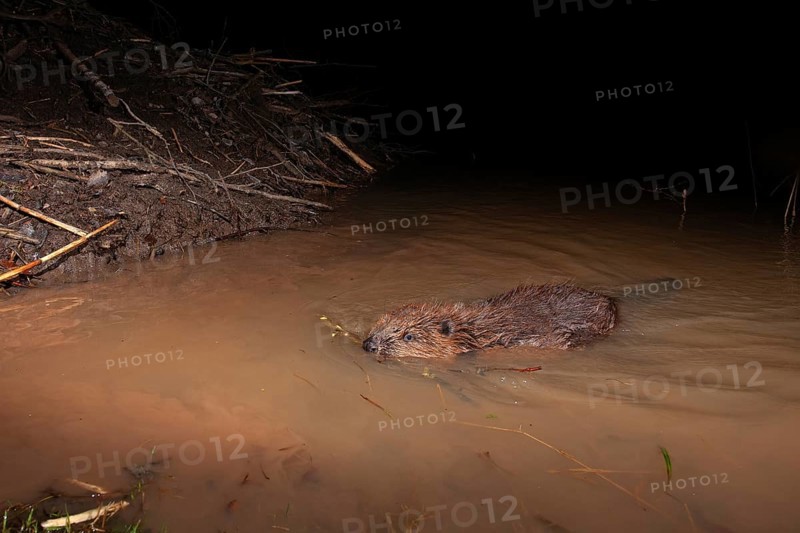 European beaver (Castor fiber) at the beaver lodge, Thuringia, Germany, Europe
