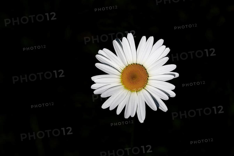 Low-nutrient meadow daisy Low-nutrient meadow daisy (Chrysanthemum leucanthemum), flower against a black background, Wilnsdorf, North Rhine-Westphalia, Germany, Europe