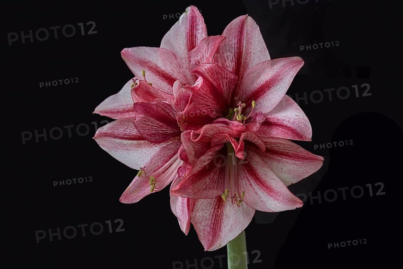 Blossom of a knight's star (Amarillis) on a black background, Bavaria, Germany, Europe