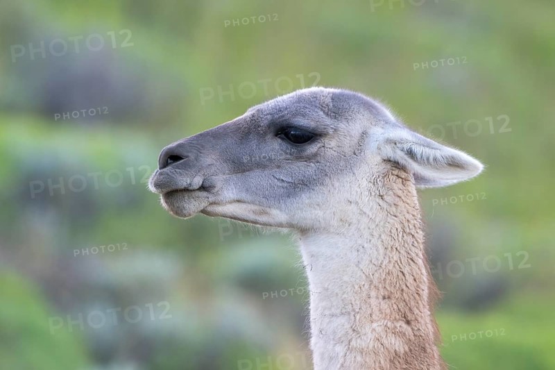 Guanaco (Llama guanicoe), Huanaco, adult, animal portrait, Torres del Paine National Park, Patagonia, end of the world, Chile, South America
