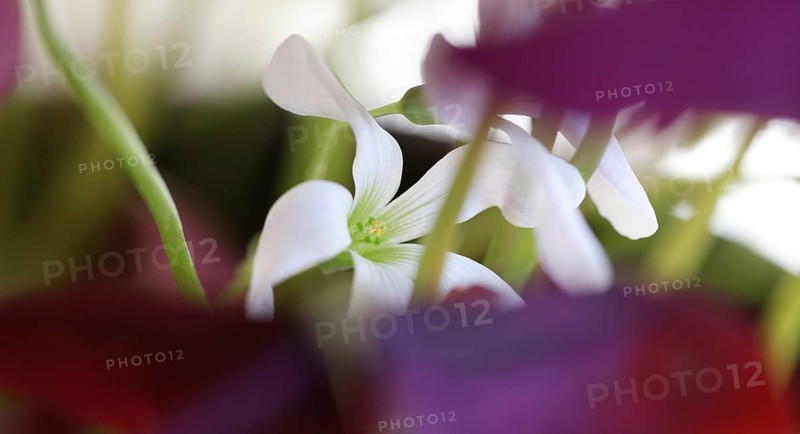 White flower of purple wood sorrel (Rhizome Oxalis) between purple leaves and green leaf stalks, close-up