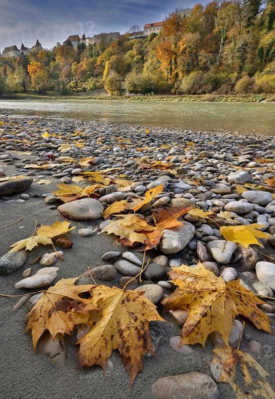 Yellow maple leaves lie on grey stones on the banks of a river in autumn, in the background a castle towers on a hill, Salzach, Burghausen, Upper Bavaria, Bavaria, Germany, Europe
