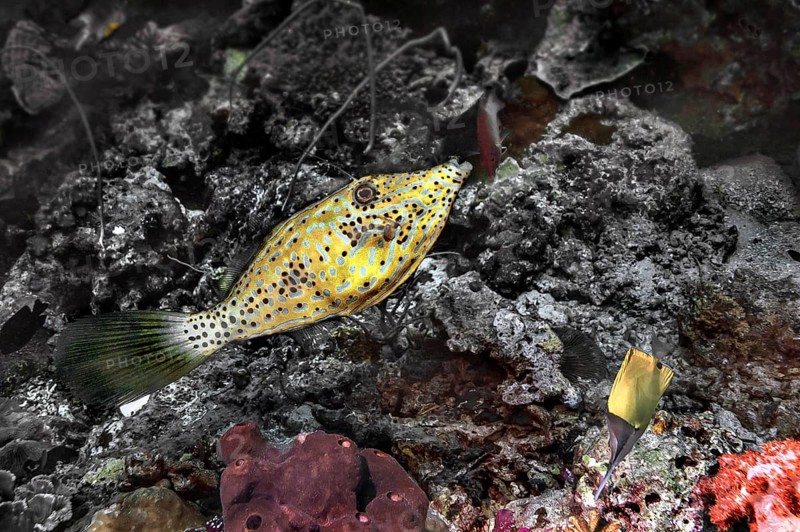 Filefish (Monacanthidae), Wakatobi Dive Resort, Sulawesi, Indonesia, Asia