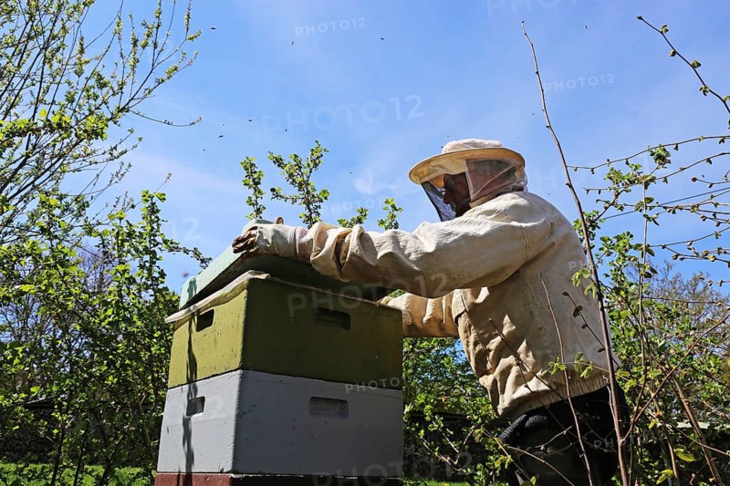 Beekeeper works on his hive