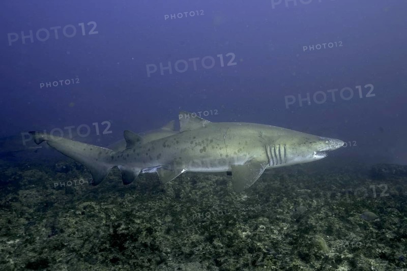 Sand tiger shark (Carcharias taurus) over the reef. Aliwal Shoal Dive Site, Umkomaas, KwaZulu Natal, South Africa, Africa