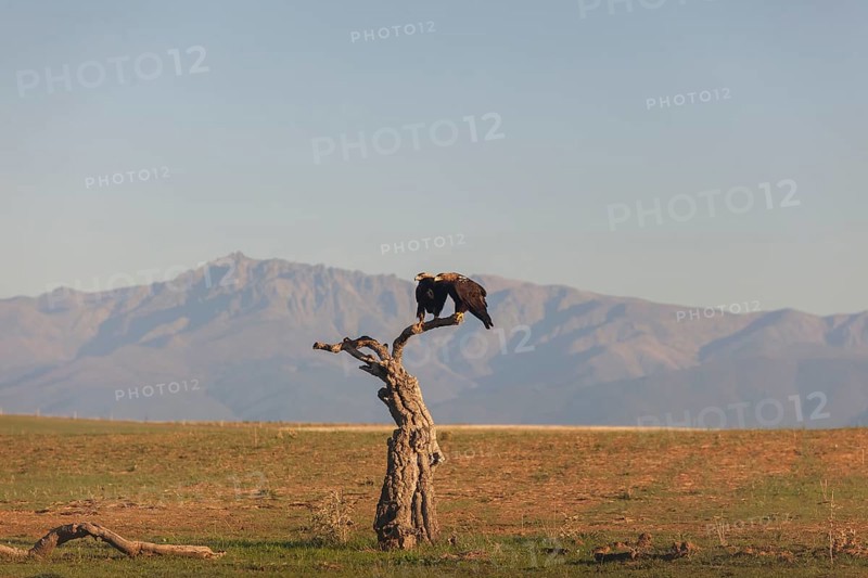 Pair of Iberian Eagles, Spanish Imperial Eagle (Aquila adalberti), Extremadura, Castilla La Mancha, Spain, Europe