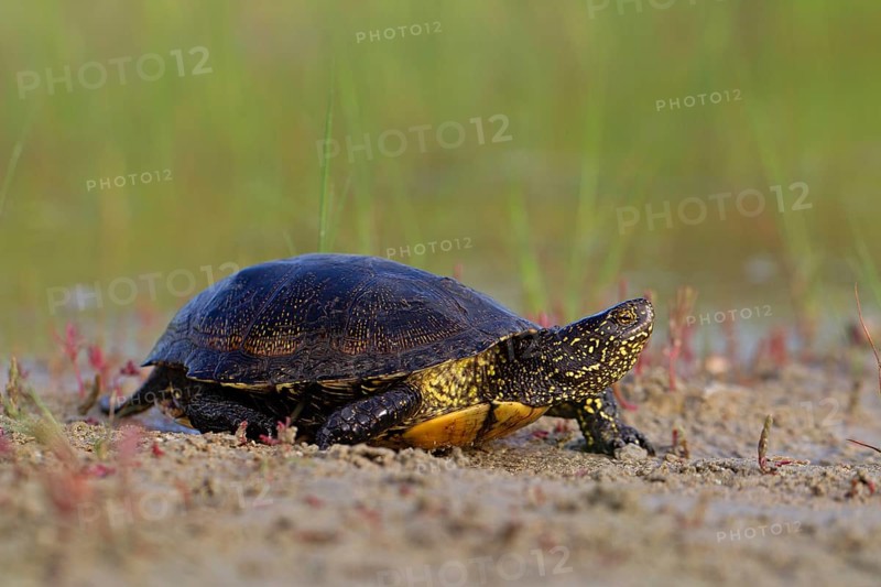 European pond turtle (Emys orbicularis), Danube Delta Biosphere Reserve, Romania, Europe