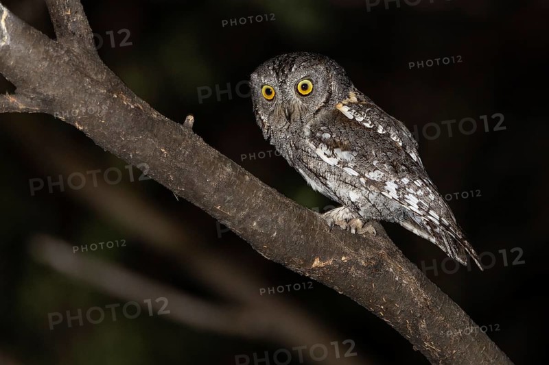 African scops owl (Otus senegalensis), Namibia, Africa