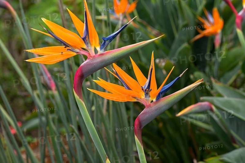 Strelitzias (Strelitzia), Botanical Garden, Erlangen, Middle Franconia, Bavaria, Germany, Europe