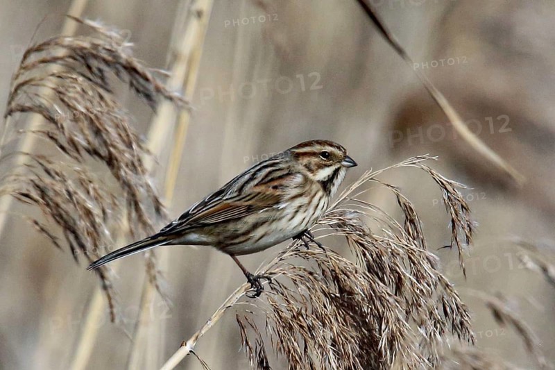 Reed bunting female sitting on a reed stalk, looking right