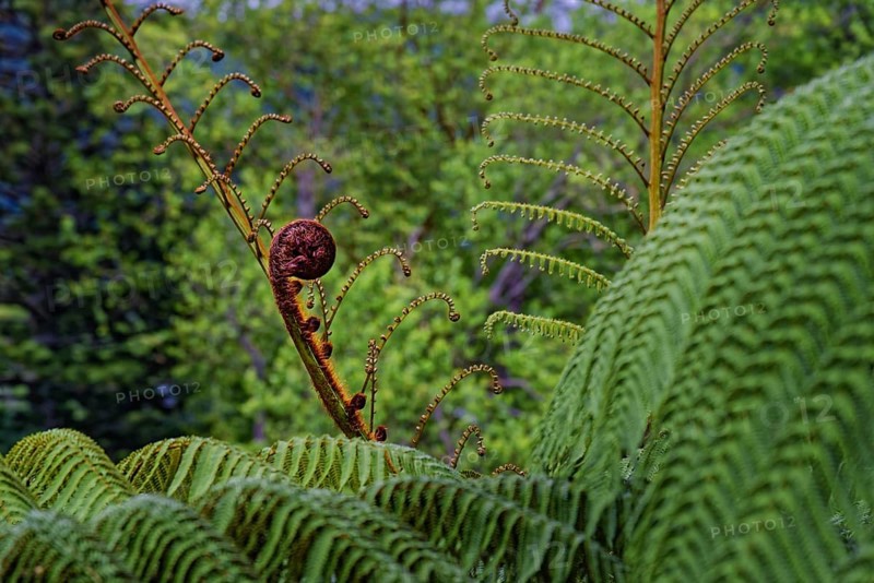Close-up of a fern plant with a new bud rolling up, Terra Nostra Park, Furnas, Sao Miguel, Azores, Portugal, Europe