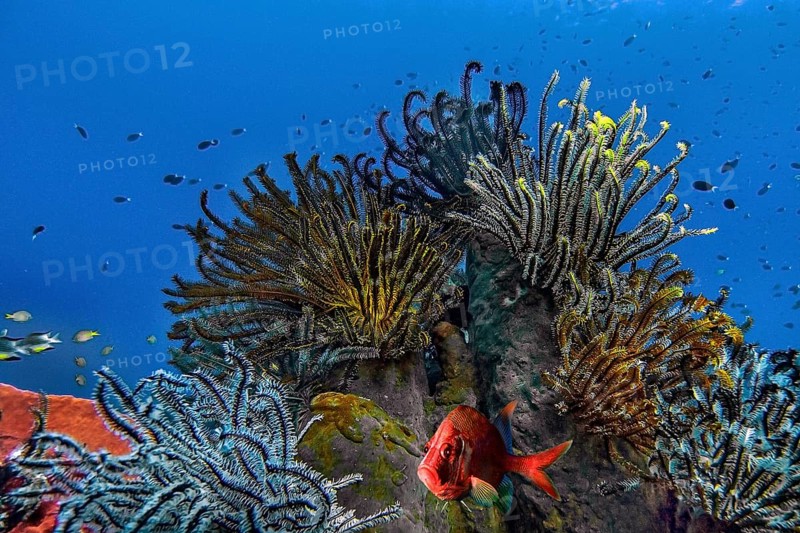 Comaster nobilis (Comanthina nobilis), Wakatobi Dive Resort, Sulawesi, Indonesia, Asia