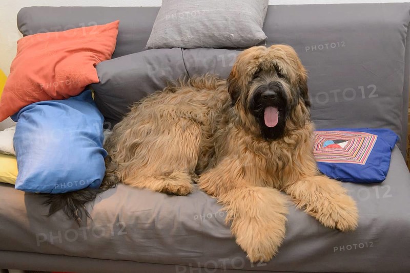 Briard, young, 8 months old, sofa, colourful cushions