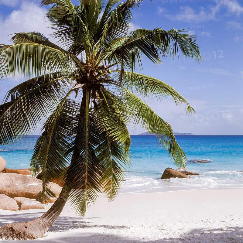Seychelles, Praslin, blue water and palm trees on a white sandy beach, Africa