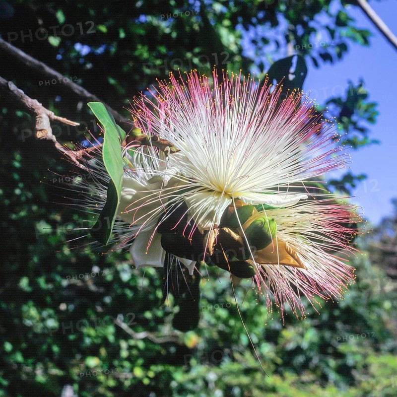 Seychelles, Flora, Acca sellowiana, Africa