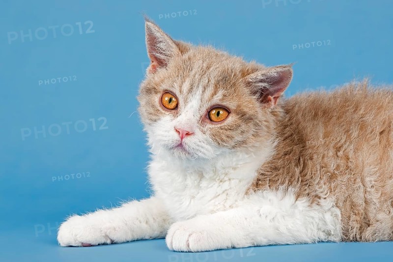 Pedigree cat Selkirk Rex, kitten, age 10 weeks, colour fawn tortie white, animal portrait, studio photo