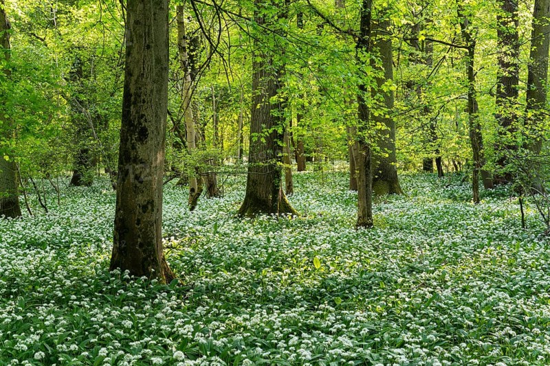 A deciduous forest with white flowering ramson (Allium ursinum) in spring in the evening sun. Rhine-Neckar district, Baden-Wuerttemberg, Germany, Europe