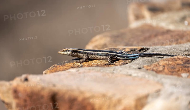 Rainbow mabuya (Trachylepis quinquetaeniata) sitting on a rock, Kruger National Park, South Africa, Africa