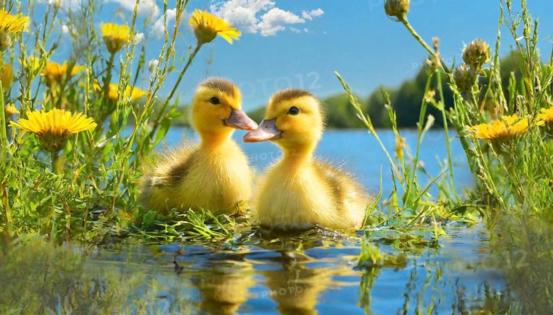 KI generated, animal, animals, bird, birds, biotope, habitat, one, single animal, foraging, wildlife, duck, ducks, domestic duck, female, (Anas platyrhynchos) white, white, yellow ducklings, young animals, animal children, two, three, four, white duck mother with yellow chicks, excursion, water, meadow, grass, spring, summer, flowers, pond, swimming, sitting, farm animal, domestic animal