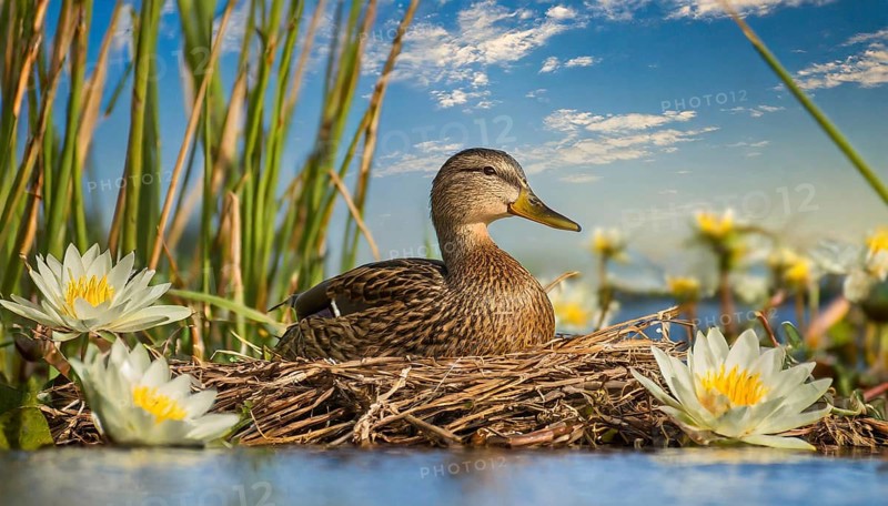 Ai generated, animal, animals, bird, birds, biotope, habitat, a, individual, swims, waters, reeds, water lilies, blue sky, foraging, wildlife, summer, seasons, mallard, female, female, broods, nest, (Anas platyrhynchos, swimmer, family of geese)