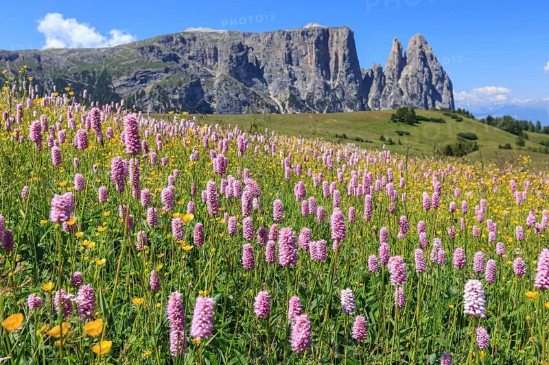 Alpine meadow with flowers in front of mountains in the sun, summer, meadow bistort (Bistorta officinalis), Alpe di Siusi, behind Sciliar, Dolomites, South Tyrol, Italy, Europe