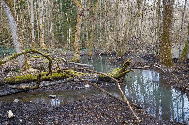 European beaver (Castor fiber), beaver lodge, Thuringia, Germany, Europe