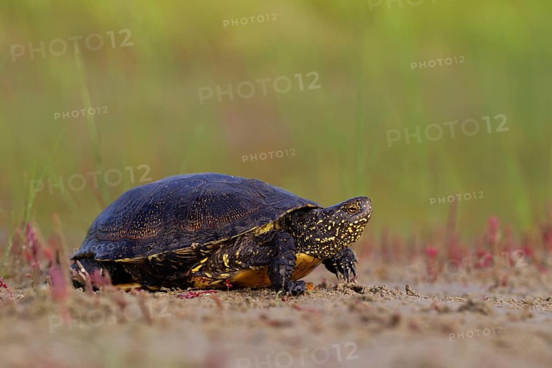 European pond turtle (Emys orbicularis), Danube Delta Biosphere Reserve, Romania, Europe