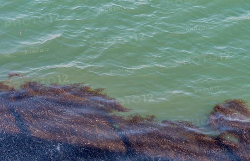 Blanket of sea grass floating on surface of green ocean water in Yeosu, South Korea, Asia
