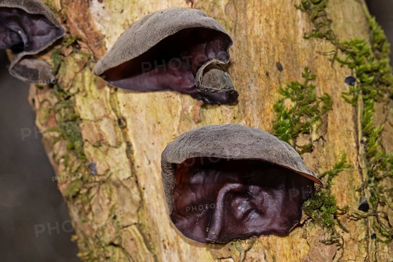 Judas ear two ear-shaped brown fruiting bodies on top of each other on a tree trunk with green moss