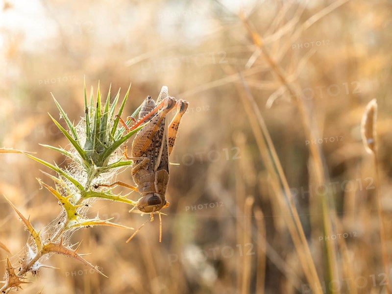 Grasshopper, Lopar, Rab Island, Croatia, Europe