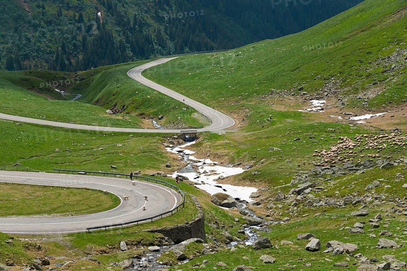 A winding mountain road meanders along a river with a flock of sheep through green hills, Capra River, Transfogarasan High Road, Transfagarasan, TransfagaraÈ™an, FagaraÈ™ Mountains, Fagaras, Transylvania, Transylvania, Transylvania, Ardeal, Transilvania, Carpathians, Romania, Europe