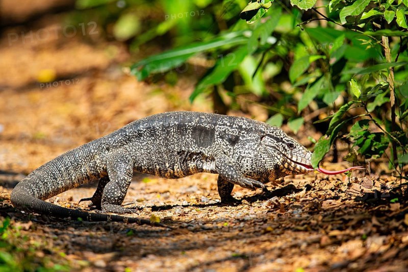 Gold tegu (Tupinambus teguixin) Pantanal Brazil