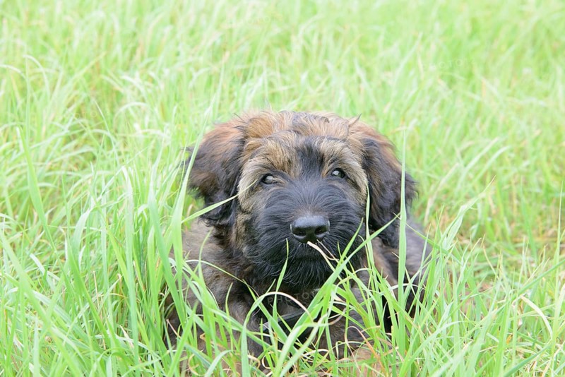 A playful puppy hides in the tall grass and looks curiously, Briard (Berger de Brie), puppy, 8 weeks old