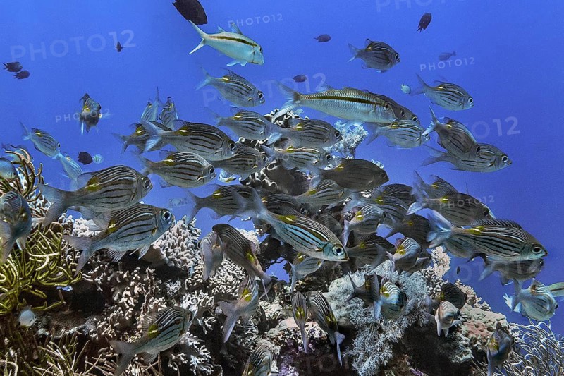 A shoal of various snapper (Lutjanidae), Wakatobi Dive Resort, Sulawesi, Indonesia, Asia