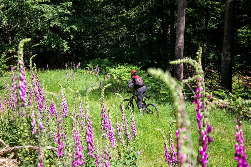 Mountain bikers on tour in the Pfaelzerwald mountain bike park near Dahn