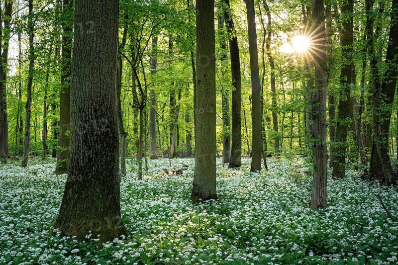 A deciduous forest with white flowering ramson (Allium ursinum) in spring in the evening sun with a sun star. Rhine-Neckar district, Baden-Wuerttemberg, Germany, Europe