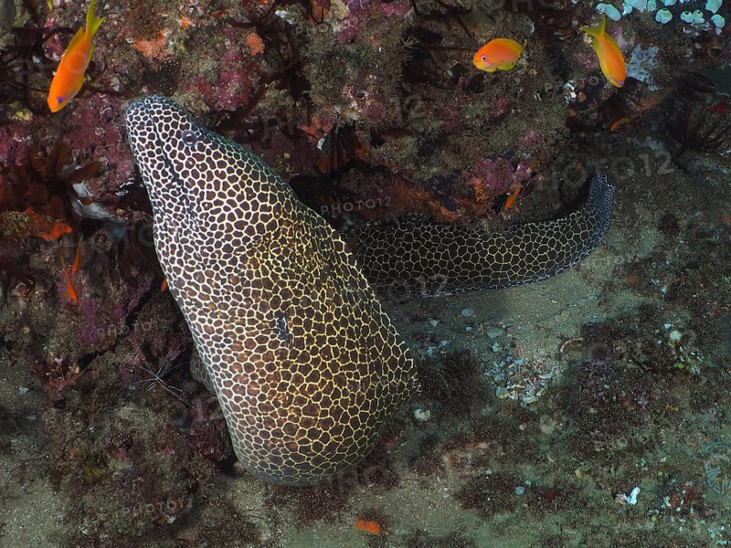 Laced moray (Gymnothorax permistus), Sodwana Bay National Park Dive Site, Maputaland Marine Reserve, KwaZulu Natal, South Africa, Africa