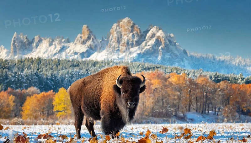 AI generated, animal, animals, mammal, mammals, biotope, habitat, one, individual, foraging, wildlife, bison, North America, Buffalo, wild cattle, (Bison bonasus), autumn, autumn leaves, early winter, snow