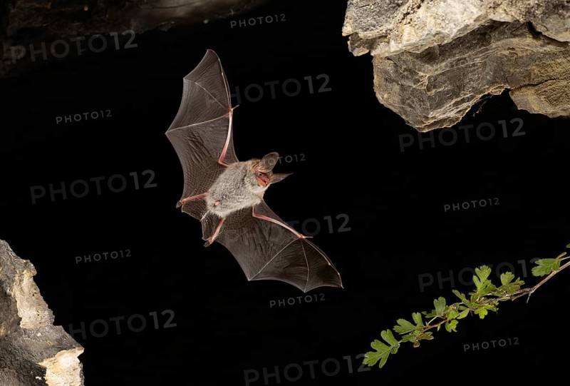 Bechstein's bat (Myotis bechsteinii) in flight, Thuringia, Germany, Europe